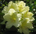 Capistrano Rhododendron - The Best Hardy Yellow Color - 4" Pot