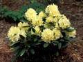Capistrano Rhododendron - The Best Hardy Yellow Color - 4" Pot