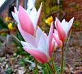 Lady Jane Perennial Tulip - Very Hardy! - 6/+ cm Bulbs - 8 Bulbs