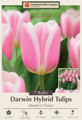 Mandy's Choice Darwin Tulip - 12/+ cm Bulbs - 7 Bulbs - Large Flowers