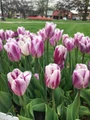 Flaming Prince Single Early Tulip - 12/+ cm Bulbs - 5 Bulbs
