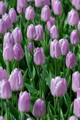 Candy Prince Single Early Tulip  - 12/+ cm Bulbs - 5 Bulbs