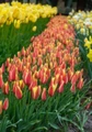 Tinka Candlestick Perennial Tulip - Very Hardy! - 6/+ cm Bulbs -10 Bulbs