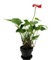 Red Champion Miniature Blooming Anthurium - 2.5" Ceramic Pot - Easy House Plant