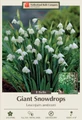 Giant Snowdrops - Leucojum aestivum - 10/12 cm Bulbs - 8 Bulbs