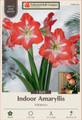 Minerva Giant Dutch Amaryllis - 34/+ cm Large Bulb - One Bulb