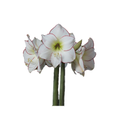 Picasso Burgundy with Silver Glitter Waxed Jumbo Amaryllis - Holiday Blooms - 36/+ cm Bulb
