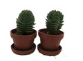 Crassula Buddha's Temple - 1" Pots - 2 Pack - Succulent