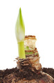 Ferrari Giant Dutch Amaryllis - 34/+ cm Bulb - Large Deep Red