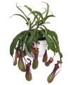 Asian Pitcher Plant - Nepenthes - Carnivorous - Exotic - 6" Hanging Basket