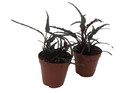 Dragon's Tongue Plant - Hemigraphis - Terrarium/FairyGarden/Houseplant- 2" Pots - 2 Pack