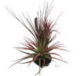 Resin Tree Branch Tillandsia - Air Plant - 6"