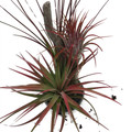 Resin Tree Branch Tillandsia - Air Plant - 6"