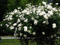 Climbing Iceberg Rose - Honey Fragrance - 4" Pot - Repeat Bloomer