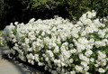 Climbing Iceberg Rose - Honey Fragrance - 4" Pot - Repeat Bloomer