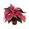 Grower's Choice Poinsettia 2.5" Pot - Live Plant