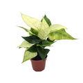 Grower's Choice Poinsettia 2.5" Pot - Live Plant