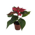 Grower's Choice Poinsettia 2.5" Pot - Live Plant