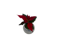 Silver Globe Holiday Planter with Live Poinsettia Plant - 2" Pot