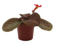 Ghost Story Flame Violet - Episcia - 2.5" Pot - Great House Plant