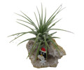 Penguin Christmas Geode with Live Air Plant - Tillandsia