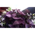 Myke Purple Leaf Shamrock - Oxalis triangularis 'Mijke' - 10 Bulbs