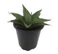 Rare Snowflake Snake Plant - Sansevieria - Almost Impossible to Kill - 3.5" Pot