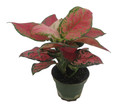 Black Maroon Chinese Evergreen Plant - Aglaonema - Grows in Dim Light - 4" Pot