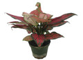 Black Maroon Chinese Evergreen Plant - Aglaonema - Grows in Dim Light - 4" Pot