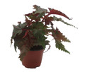 Sawtooth Begonia Plant - Begonia Serratipetala -4" Pot - Houseplant