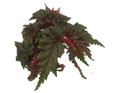 Sawtooth Begonia Plant - Begonia Serratipetala -4" Pot - Houseplant