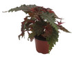 Sawtooth Begonia Plant - Begonia Serratipetala -4" Pot - Houseplant