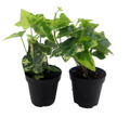 Gold Child English Ivy - Hardy Groundcover/House Plant -Sun/Shade-2 Pack 2" Pots