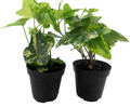 Gold Child English Ivy - Hardy Groundcover/House Plant -Sun/Shade-2 Pack 2" Pots