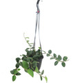 Nummularioides Hoya - 4" Hanging Basket