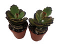 Teddy Bear - Kalanchoe tomentosa - 2 plants -2" pots