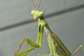 European Praying Mantis - 100-200 Babies with Hirt's Hatching Habitat - 2 Egg Cases