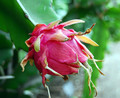 Dragon Fruit Plant - Hylocereus - Pitaya/Strawberry Pear - 4" Pot