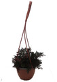 Ruby Red Club Moss - Selaginella - Exotic - Houseplant - 6" Hanging Basket