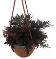 Ruby Red Club Moss - Selaginella - Exotic - Houseplant - 6" Hanging Basket