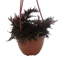 Ruby Red Club Moss - Selaginella - Exotic - Houseplant - 6" Hanging Basket