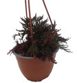 Ruby Red Club Moss - Selaginella - Exotic - Houseplant - 6" Hanging Basket