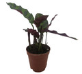 Rattlesnake Plant - Calathea lancifolia - Easy House Plant - 2" Pot