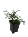 White Threads Cryptomeria - Japanica Knaptonensis- 2.5" Pot - Fairy Garden Plant