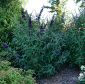 Darkest Night™ Butterfly Bush - 4" pot - Buddleia - Proven Winners