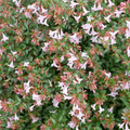 PINK PIÑATA™ Abelia - 4" Pot - Proven Winners