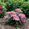 Let's Dance Hot Stepper™ Bigleaf Hydrangea - 4" pot - Proven Winners