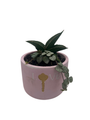 Key to Love Planter with Surprise Snake Plant and String of Hearts Plant - 4.25" x 3.5"
