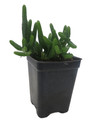 Watch Chain Crassula Plant - Crassula Miscosa- 2.5" Pot