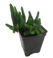 Watch Chain Crassula Plant - Crassula Miscosa- 2.5" Pot